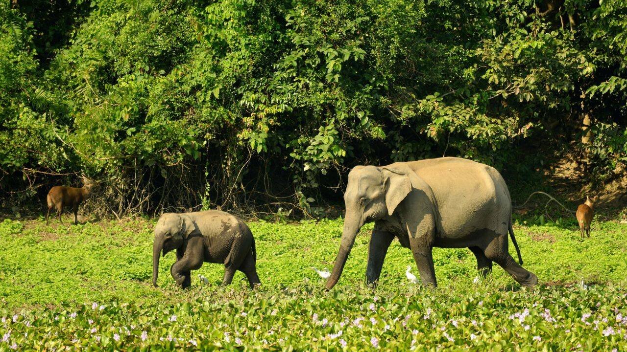 Elephant Fam