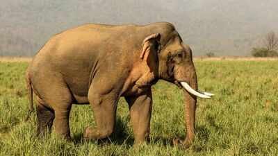 An elephant in musthPhoto: Canva Tragic tale: In 1962, Oklahoma researchers gave 14-year-old elephant Tusko 297 mg of LSD, the largest single dose ever administered; he collapsed within five minutes and died 100 minutes later