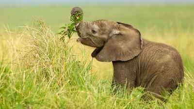 Once plagued by elephant raids, this Assam village now grows grass and fruits for wild herds; why Hatikhuli is becoming a unique destination for conservation tourism