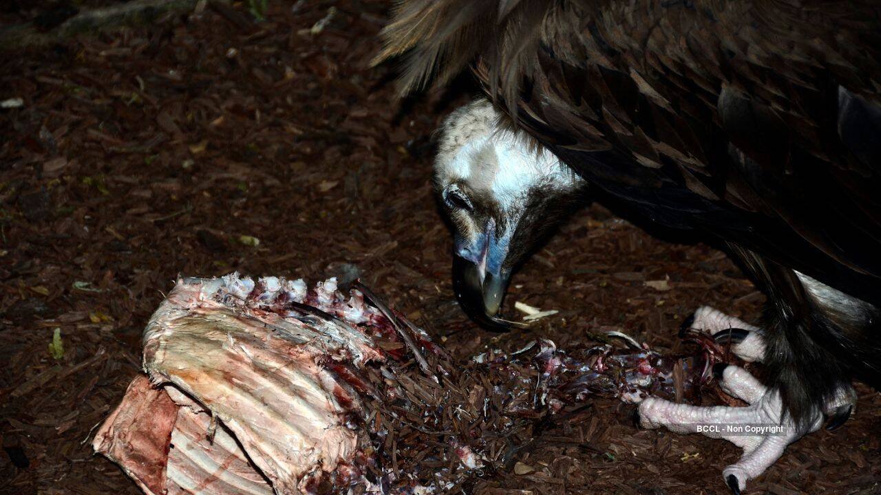 <em>​</em>Vulture eating