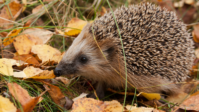 European hedgehog (Image Credit: Canva) In 1885, New Zealand released European hedgehogs as garden pest killers; 140 years later, DOC calls them a major threat to native wildlife and one can empty an endangered tern colony of nesting birds