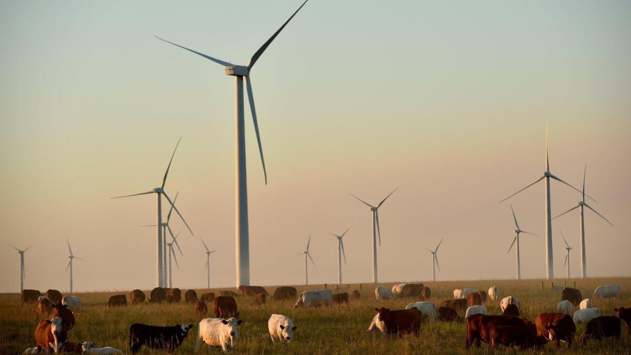 Fifty turbines are part of a 100-turbine wind farm<br>