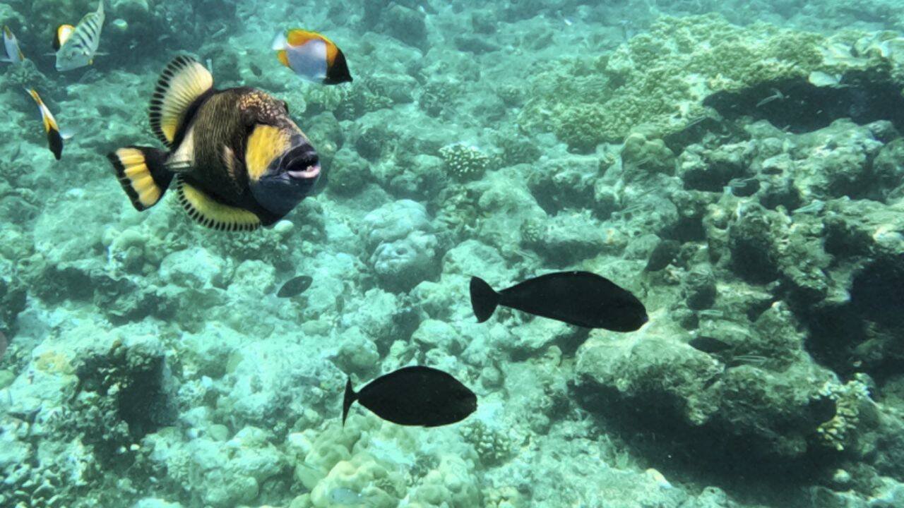 Fishes swim in the coastal waters of Palau (Representational AP photo)