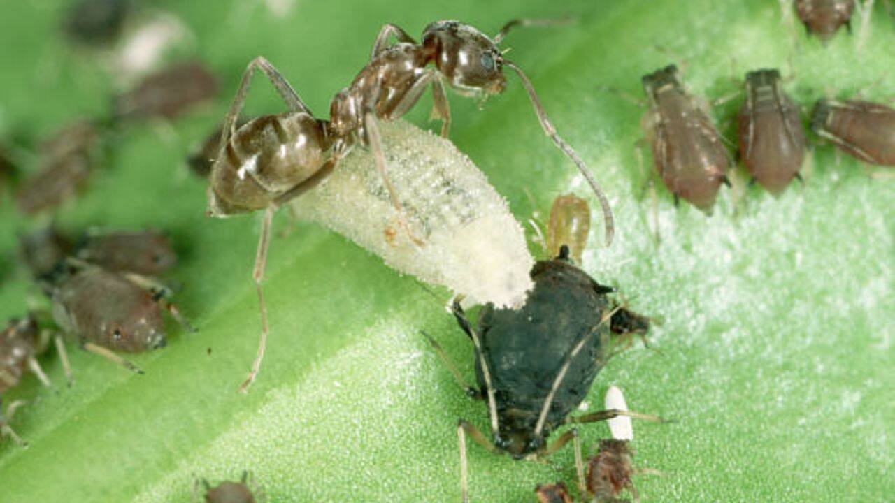 Food loss for native wildlife<br><br>
