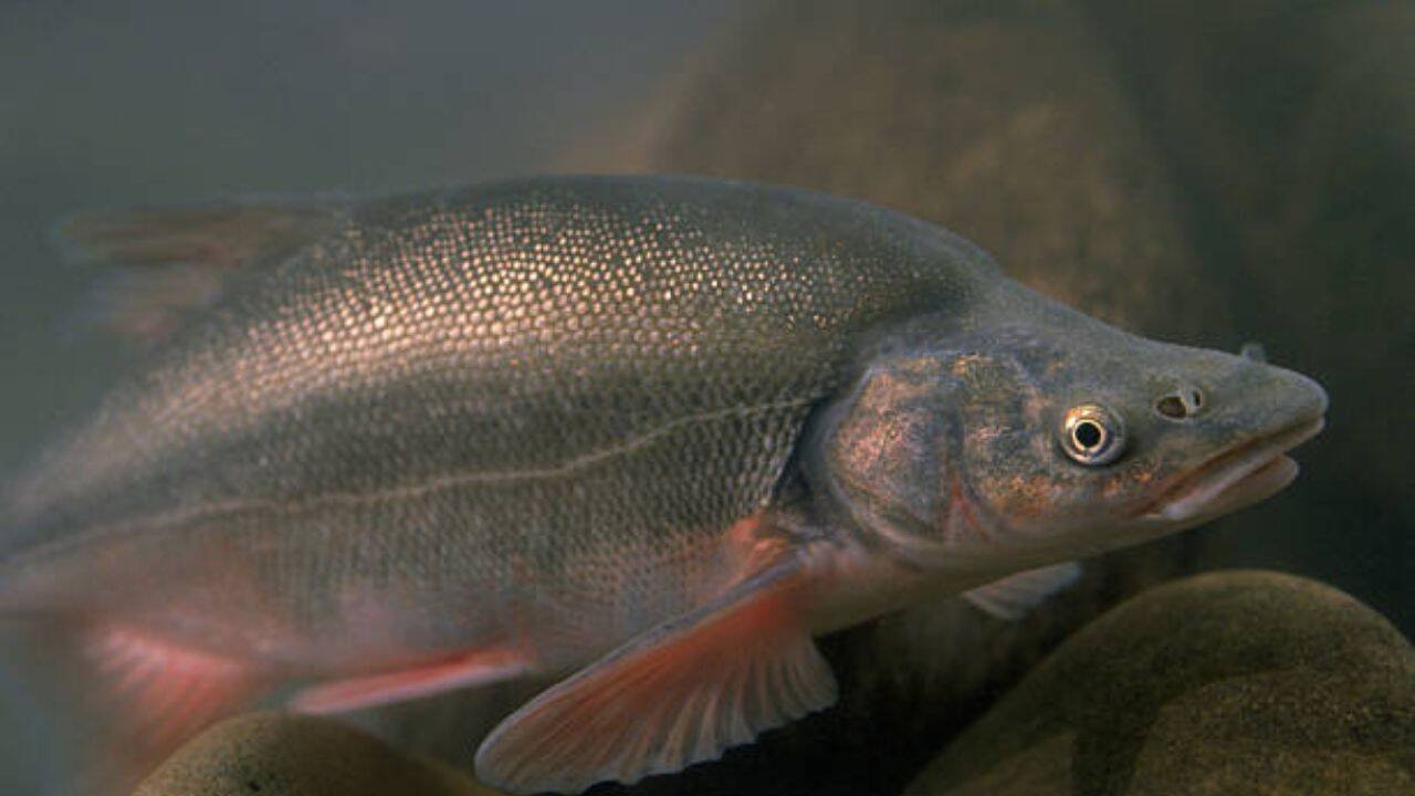 For the humpback chubs<br><br>