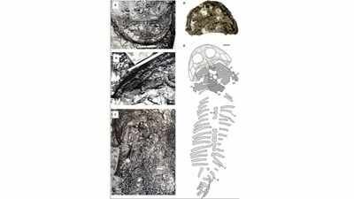The fossil of Arctobatrachus urdensis as documented in 1948 (A–C), its skull as it appears today (D), and a reconstructed illustration (E). Scale bar: 10 cm. Credit: Schoch et al., 2026. In 1948, scientists left a giant fossil on an Arctic island because they could not carry it; 78 years later it became a record-size new predator