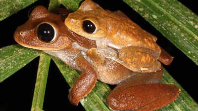 Photos of a study species: the Australian Lace-lid (L. dayi)Photo credit: Conrad J Hoskin. Scientists searched for threatened Australian rainforest frogs without seeing or hearing them; DNA in creek water collected up to 22 km downstream revealed populations in places where the frogs had disappeared