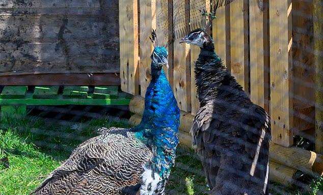 From fly-tipped wasteland to a thriving smallholding - this West Sussex property underwent an extraordinary transformation before planning rules threatened it.