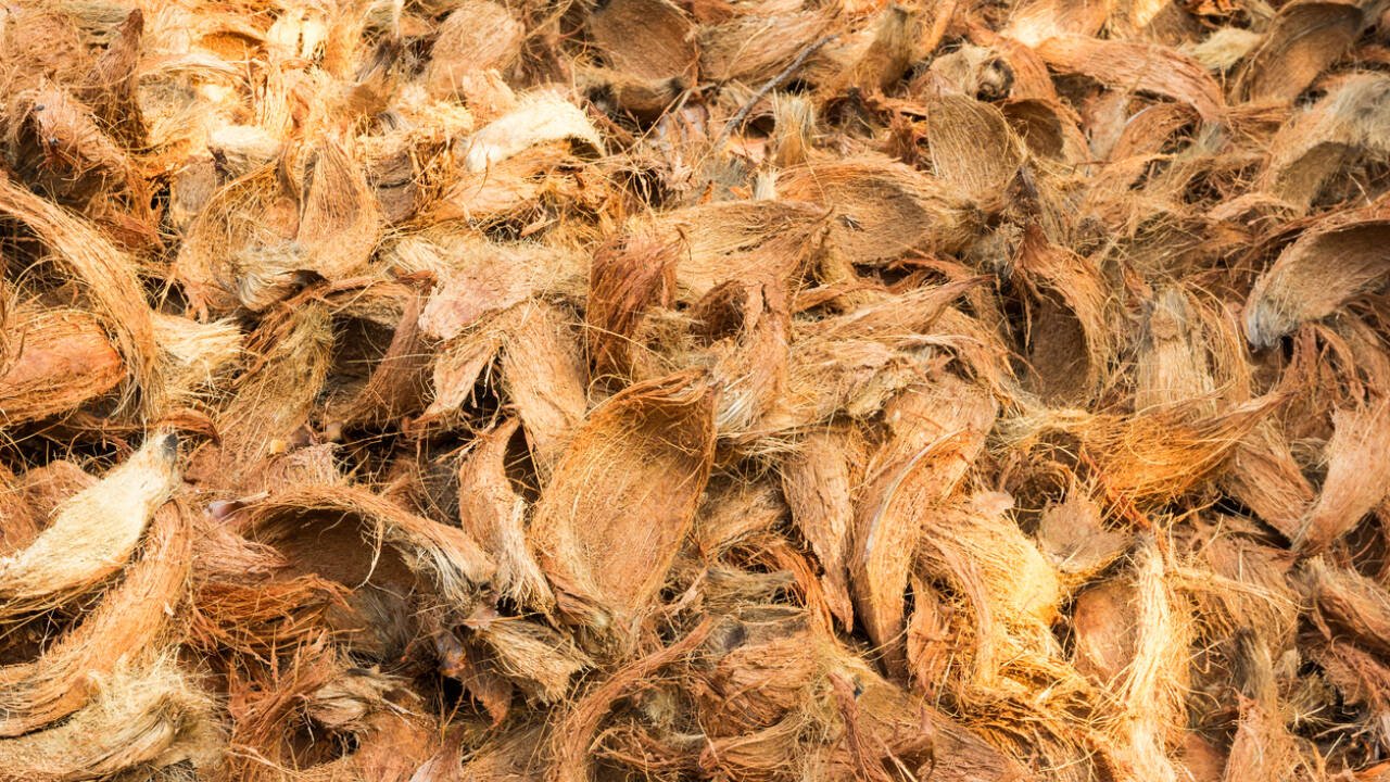 Further research is needed to determine exactly what these fungi are, how they break down pollutants, and whether their powers might one day be harnessed outside of the lab.