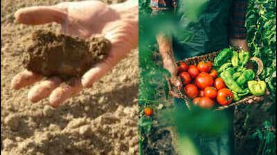 He started dry farming in California but moved to a 9.6-acre site near Veneta, Oregon, in 2007 An Oregon farmer grew tomatoes, potatoes, squash, garlic and beans for 40 years without irrigation; careful soil preparation kept stored moisture in the root zone