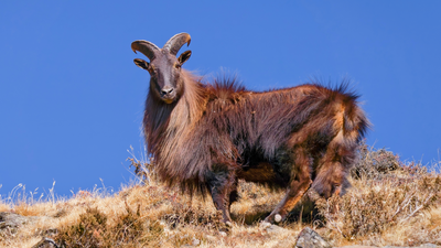 The Himalayan tahr is a large, shaggy mountain ungulate native to the Himalayas that has become an invasive species in New Zealand. A British duke sent six Himalayan tahr to New Zealand in 1904; five survived the voyage, and their descendants later grew into tens of thousands that now damage fragile alpine ecosystems