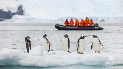 How one iceberg changed everything for Antarctic penguin colony A 14-kilometre iceberg cut off food supply to an Antarctic penguin colony, and chick numbers dropped by 69% in one breeding season