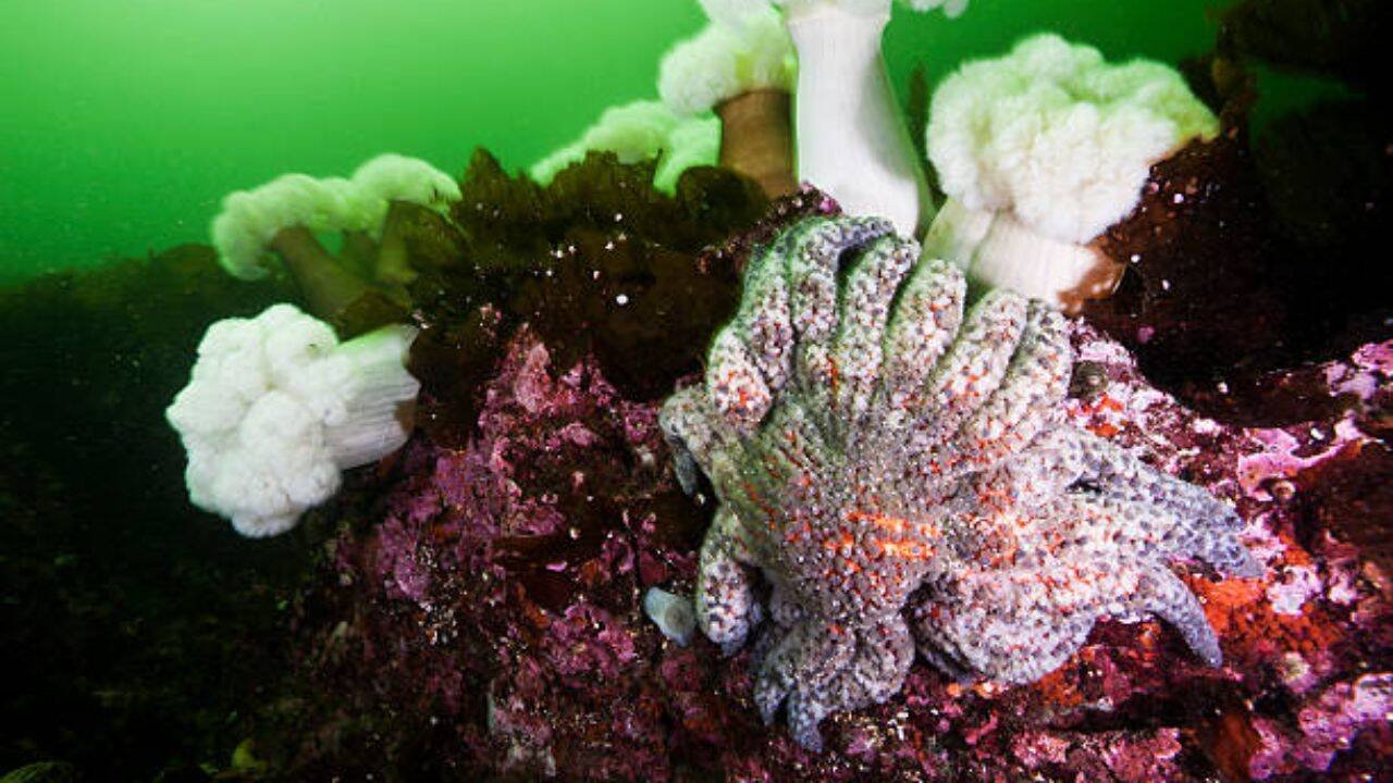 How the sea star colony could help fight disease<br><br>