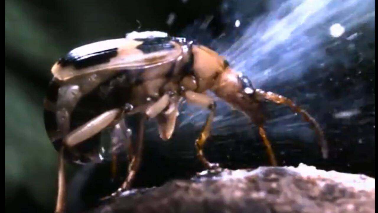 How to spot a bombardier beetle?<br><br>