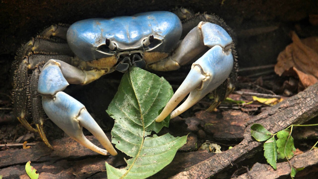 If we go by the scientists, the review highlights the concept of invertebrate endozoochory syndrome, which is one of the most interesting ideas.