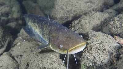 In 1974, a German fisherman released thousands of baby catfish into a Spanish river; 50 years later they are threatening native wildlife as an 'ecological time bomb'