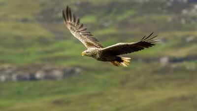 Ireland's white-tailed eagles went extinct due to human persecution, now the country has released 245 chicks in the wild about 100 years later