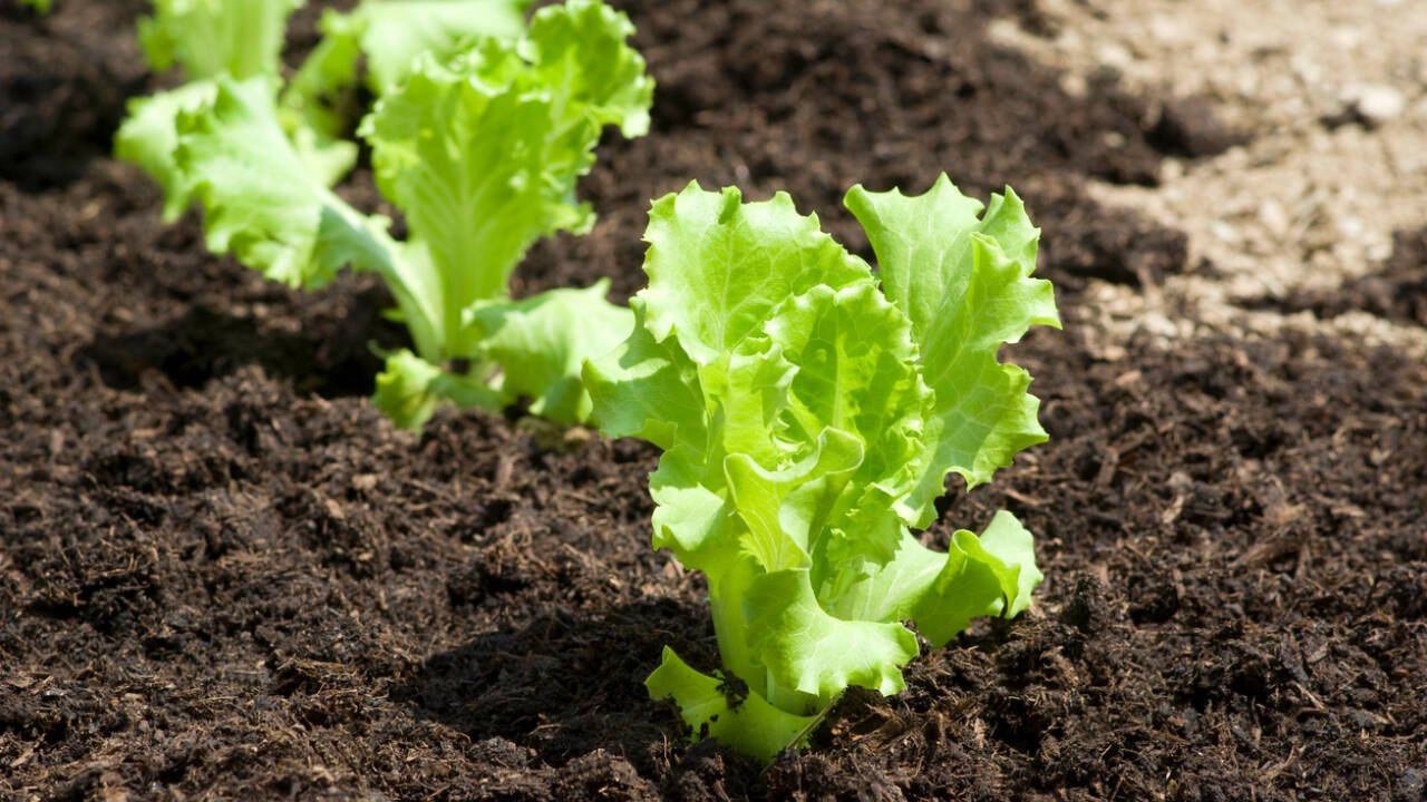 It is reported that myoglobin could be isolated from plant leaves and purified by conventional industrial protein purification methods.