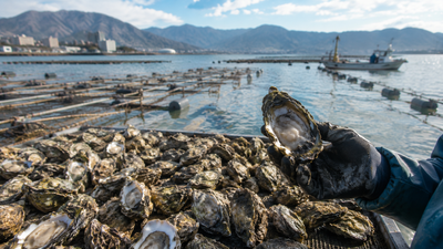 Image AI geenrated Japan's Hiroshima produces about 60% of its farmed oysters, but up to 90% have died amid unusually warm seas