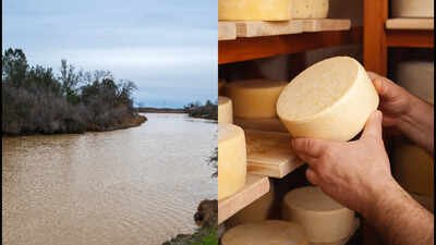 In 1982, a California cheese maker donated thousands of acres from his dairy ranch; 44 years later crews removed his old cattle levees and reconnected the San Joaquin River to 220 acres of floodplain