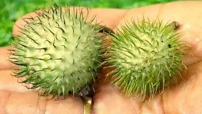 Karnataka suspends food licences of Amazon, Swiggy Instamart, BigBasket over sale of toxic fruit datura