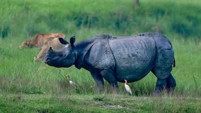 A one-horned rhinoceros grazes in the Burapahar Range of Kaziranga National Park (PTI Photo) Why Assam wants to shrink Kaziranga National Park's eco-sensitive zone - explained