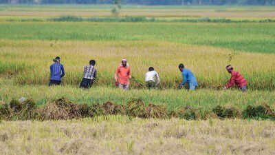 Erratic distribution leads to 2% dip in acreage of kharif crops August rainfall fails to reduce India's monsoon deficit