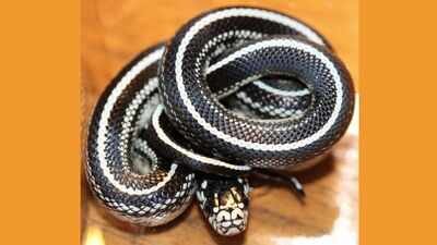 Kingsnake Meet the king snake: The non-venomous reptile that hunts, kills, and eats venomous snakes without becoming their next victim and where can travellers find them