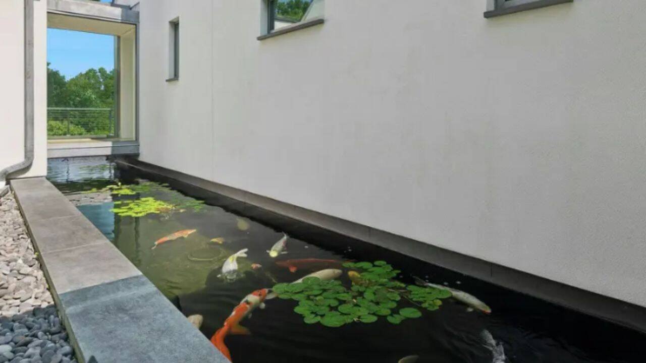 Koi fish pond