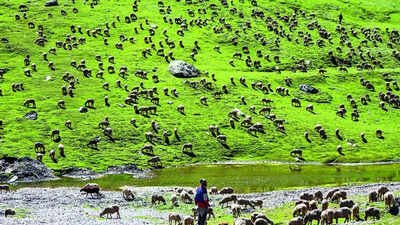 Ladakh supports more than 38 mammal species, 340 bird species and 1,800 vascular plant species India’s first high-altitude wildlife safari to come up in Ladakh