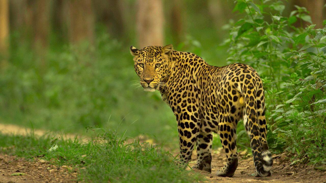 Leopard in the jungle
