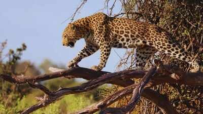 Leopard perched on a tree branch (Canva) Where leopards lounge on trees and the jungle meets the sea: Why Sri Lanka's Yala National Park is more than a wildlife safari experience