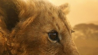 Lion will stream from 27 August on National Geographic with episodes streaming on JioHotstar.