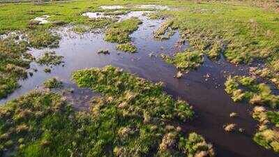 One year after Louisiana restored 1,170 acres of wetlands, shrimp, crabs and red drum are returning to the habitat. Louisiana created 1,170 acres of new wetlands in Barataria Basin; one year later, shrimp and crabs are returning to the restored habitat