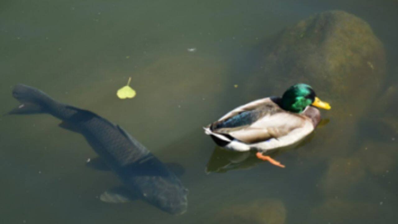 Mallard and carp in daylighted Saw Mill River