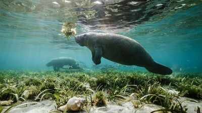 manatees (representative image) Rare manatees are turning up along the Texas coast this summer; some are lingering in busy marinas for freshwater, prompting warnings to boaters