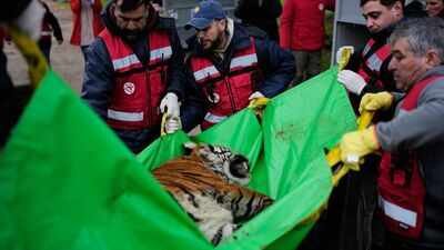Members of the Four Paws animal welfare organization load a tiger onto a truck for its transfer 30 lions and tigers spent years in cramped concrete cages at a notorious Argentine zoo; they are now beginning a journey to sanctuaries where they can finally roam freely
