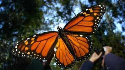 Representative Image. Credit: PBS Monarch butterfly has been added to endangered species list, to conserve them scientists in California have given them solar-powered radio backpacks