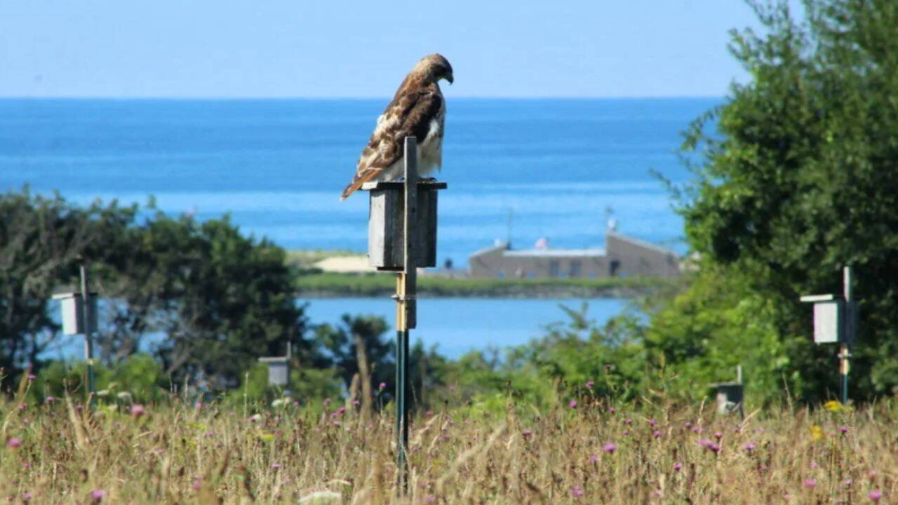 Norman Bird Sanctury