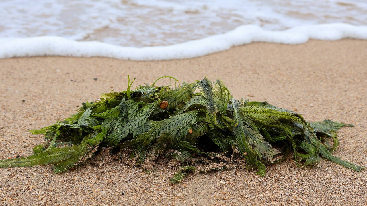 One of the coolest things about Caulerpa taxifolia is how well it can reproduce