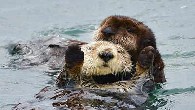 A river otter dragged a toddler into the water and bit his mother at Bremerton Marina in 2024. The family has now reached a $350,000 settlement with the Port of Bremerton. (representative image) Washington family receives $350,000 after a river otter dragged their toddler underwater and attacked the child’s mother