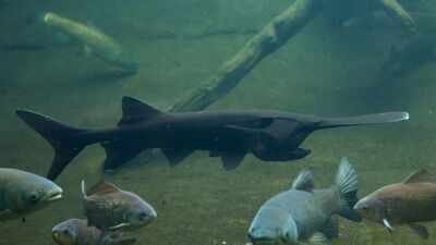 Representative Image (Canva) In 2007, North Dakota biologists tagged an 87-pound paddlefish; 18 years later, an angler caught the same fish weighing 98 pounds