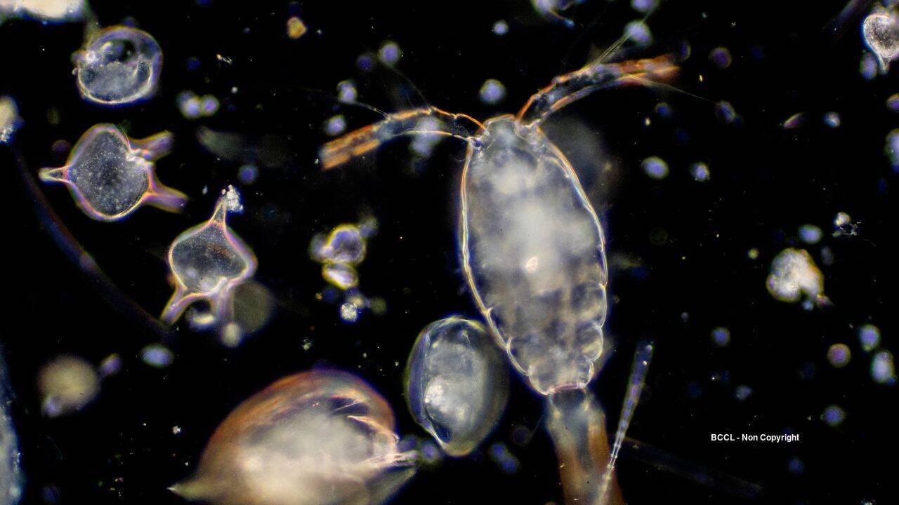 Plankton (representative image)