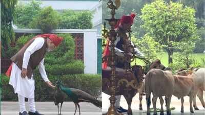 PM Modi shares his morning routine ‘Feeding my friends’: PM Modi’s quiet Independence Day morning with cows, peacocks