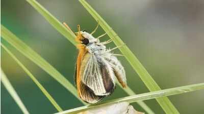 By 2022, researchers had documented only nine Poweshiek skipperlings in the entire United States Only nine of these butterflies were found across the US in 2022; three years later researchers released more than 1,300 to rebuild the species