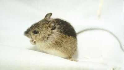 Preble’s meadow jumping mouse (Image Credit: Wikipedia) In 2024, Colorado stepped up restoration for the Preble’s meadow jumping mouse; two years later, a new project is expanding habitat protection