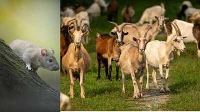 Representative image In 2017, Antigua and Barbuda removed over 6,000 rats and starving goats from Redonda; by 2019, vegetation rose over 20-fold and ground lizards eightfold