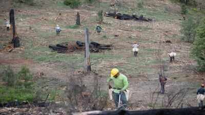 California's Ranch Fire burned 459,123 acres in 53 days; eight years later, crews planted 71,000 seedlings across the scar in eight days