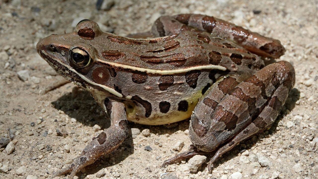 Representative Image of a Frog
