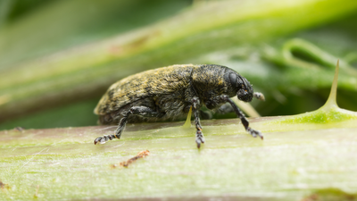 Rhinocyllus conicus (Image Credit: Canva) Between 1969 and 1972, the US released a European weevil to fight invasive musk thistle; it later attacked at least 25 native thistles, including rare and endangered species